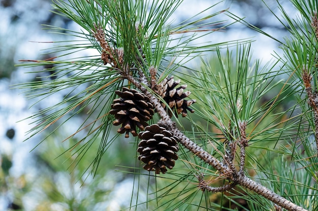 Close up cones on an evergreen tree branch in the forest