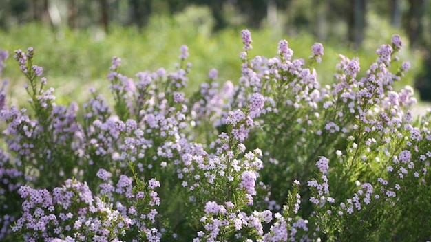 Close up on confetti bush lilac flower