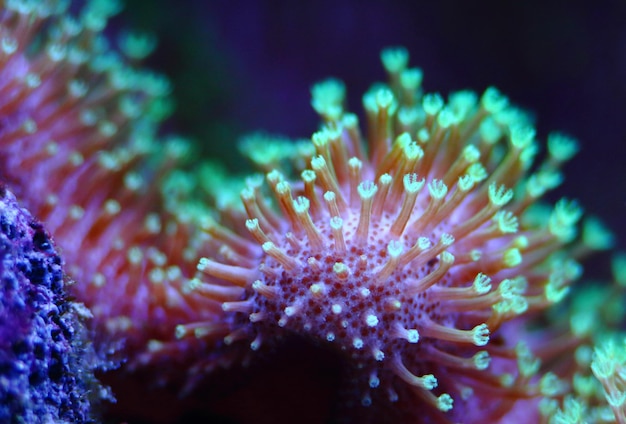 Close-up of coral in sea