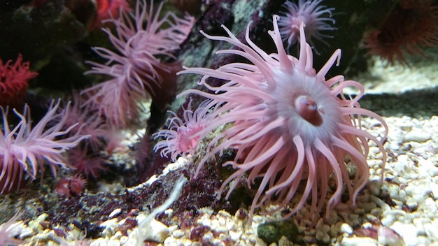 Close-up of coral in sea