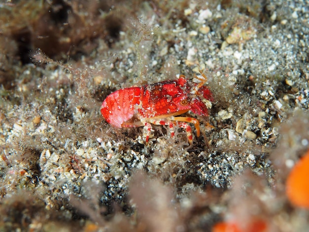 Photo close-up of coral in sea