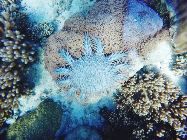 Photo close-up of coral underwater