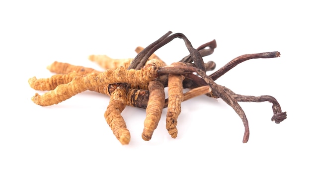 Close up cordyceps in studio