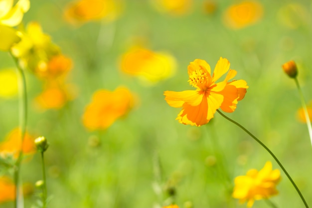 Close up in cosmos flower