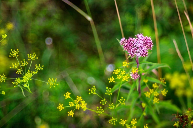 Close up of countryside flowers