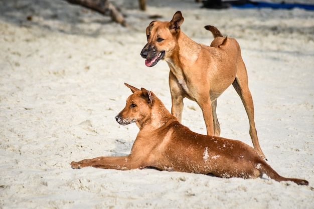 Close up a couple beach dog playing on the beach