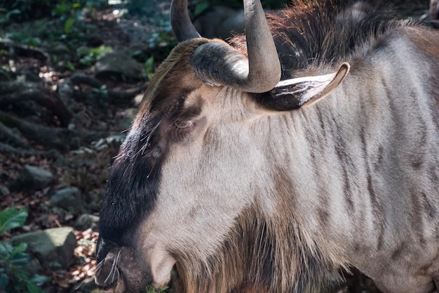 Photo close-up of cow on field