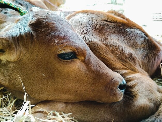 Photo close-up of cow napping