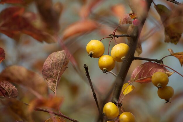 Close up of crab apple on an autumn day surrounded by vibrant yellow and brown leaves wild apple