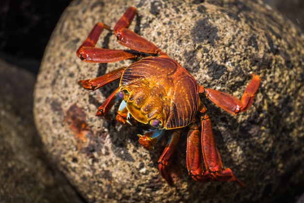 Photo close-up of crab on rock at beach