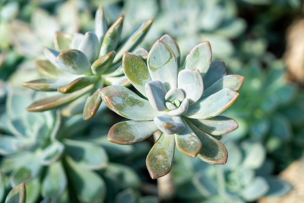 close-up Crassulaceae or Kalanchoe blossfeldiana Poellnitz