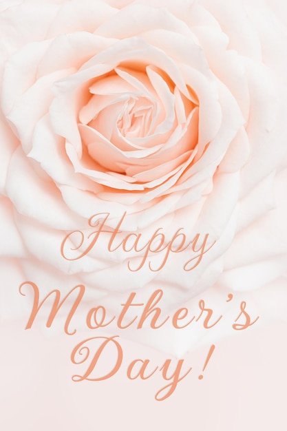 Close up cream rose flower delicate macro petals pastel color aesthetic floral background Fresh tenderness bloom rose text Happy Mothers Day Soft focus nature flowery vertical card for women day