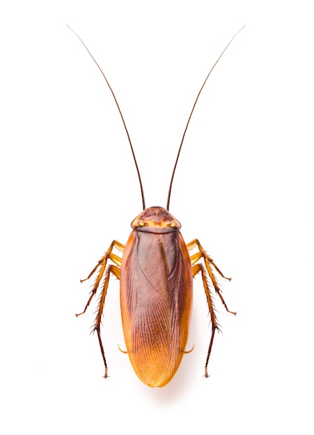 close up of creepy cockroach Isolated on white background