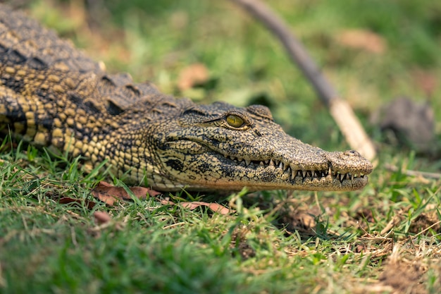 Close-up of crocodile on field