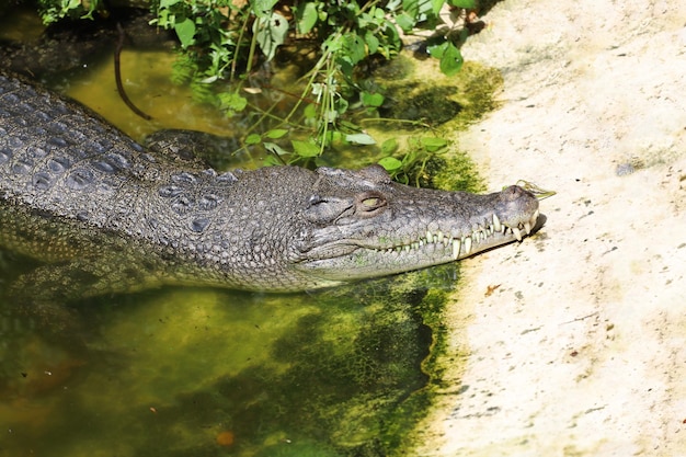 Close up crocodile head in garden