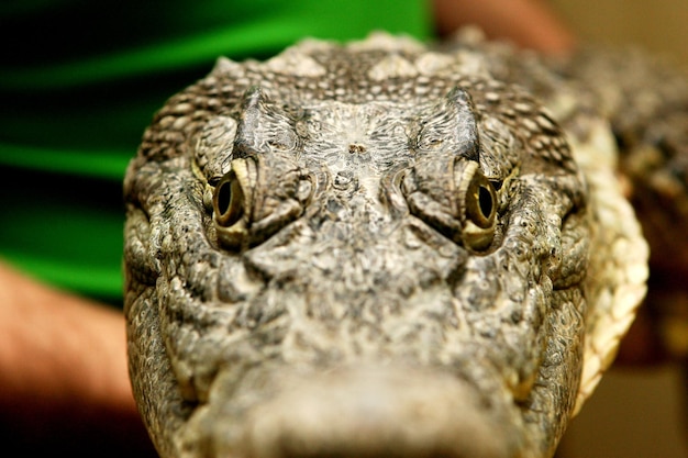 Close-up of the crocodile head and skin