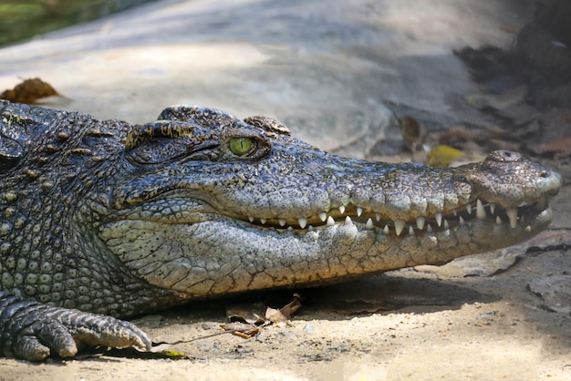 Close up crocodile is action show head in garden