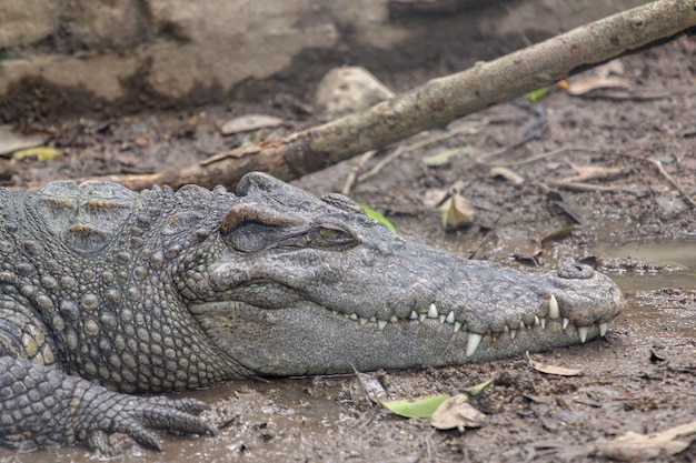 Close up crocodile near the river in thailand.