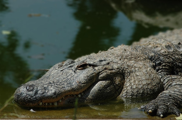 Close-up of crocodile swimming in river