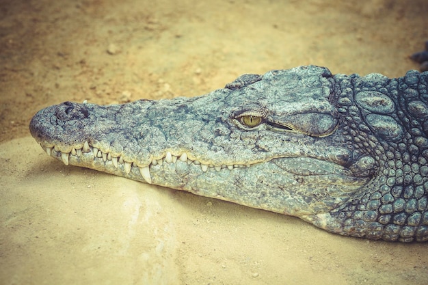 Close-up of crocodile teeth and front end of mouth