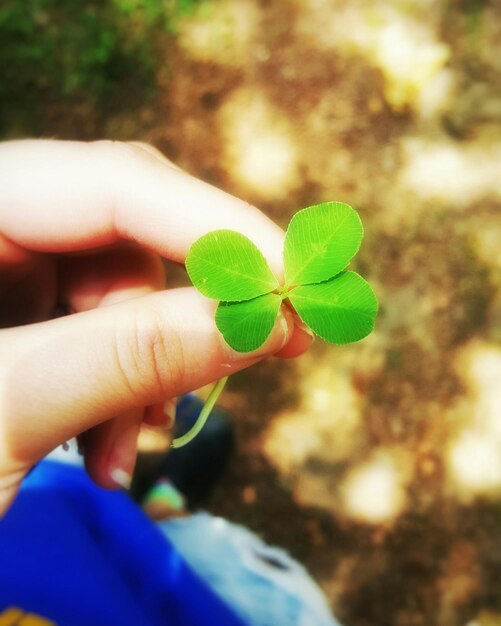 Photo close-up of cropped hand holding clover