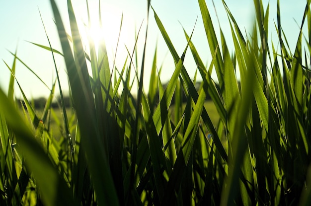 Close-up of crops growing on field against sky