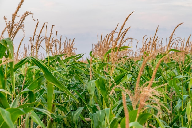 Close-up of crops growing on field against sky