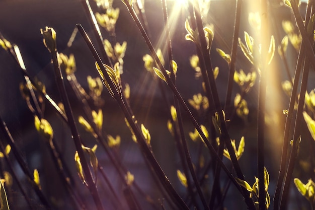 Photo close-up of crops growing on field during sunny day