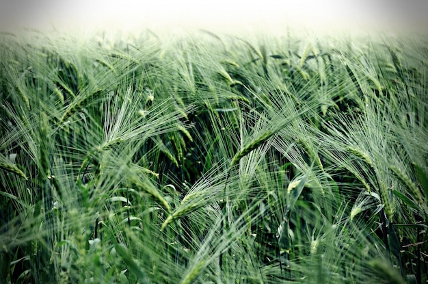 Close-up of crops growing on field