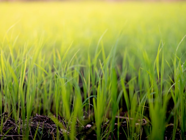 Close-up of crops growing on field