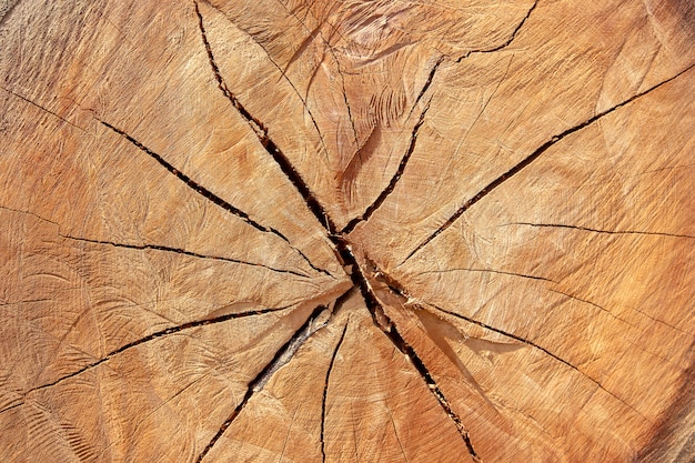 close up of cross section of tree trunk