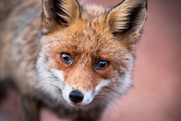 Photo close-up of curious red fox looking sadly and directly into the camera