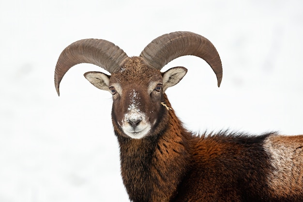 Close-up of curious wild mouflon in wintertime.