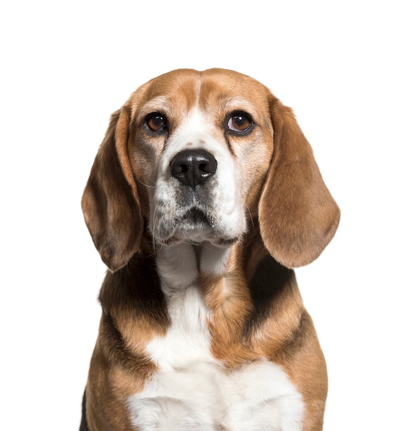 Close-up of a cute Beagle Dog