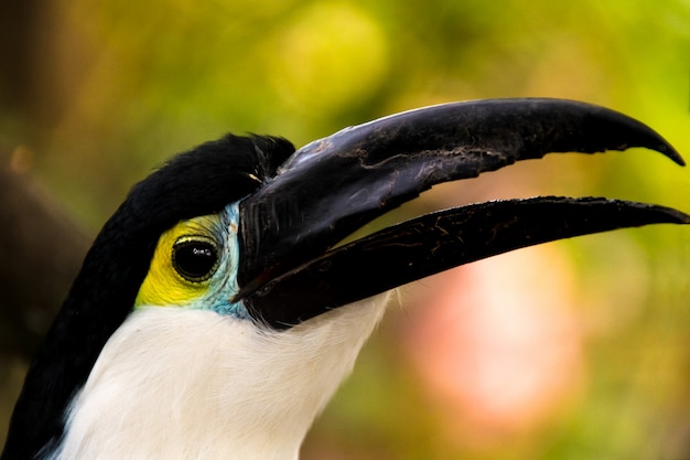 Close up of a cute Blue chest toucan