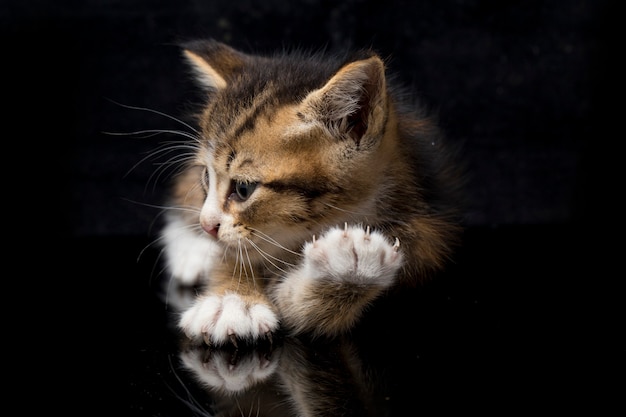 Close-up of cute calico kitten