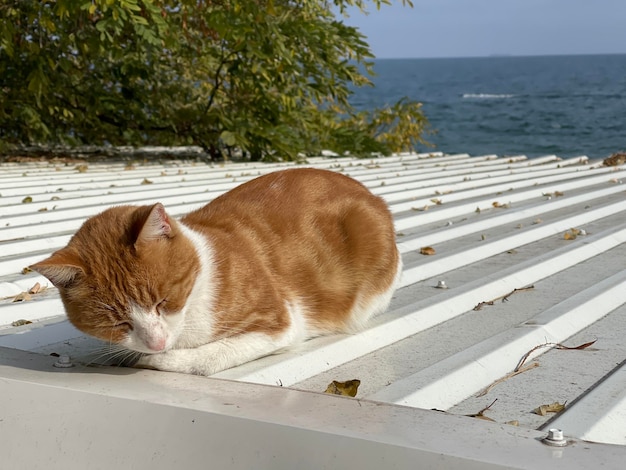 Close up of a cute cat enjoying lying in the sun on tin roof at the beach