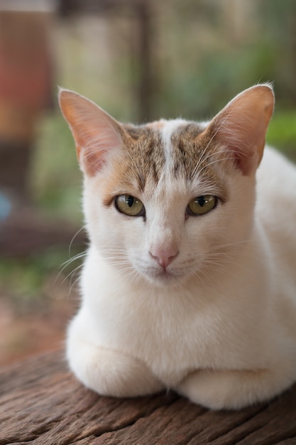 Close up of cute cat