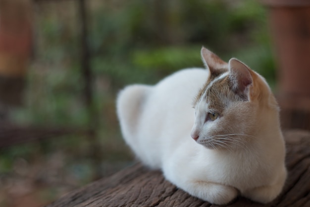 Close up of cute cat