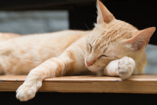 Close up Cute Ginger tabby cat as sleeping action