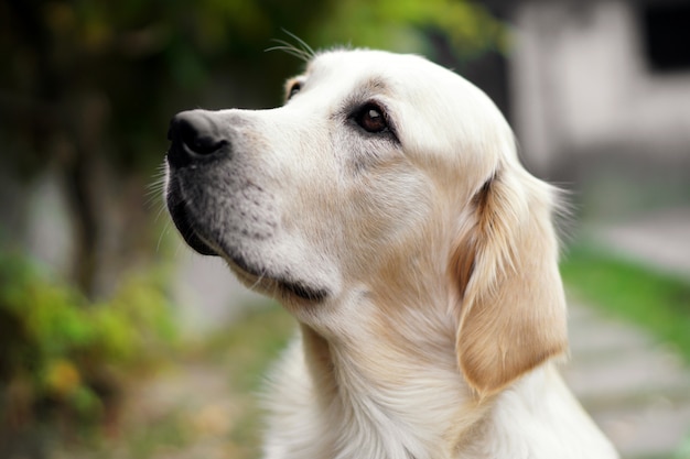 Close up of a cute golden retriever dog looking up