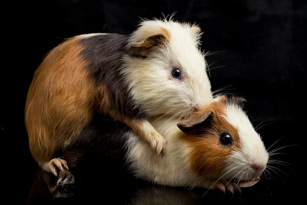 Close-up of cute guinea pigs