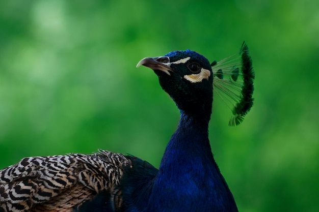 Close up of the cute peacock large bird on a green background