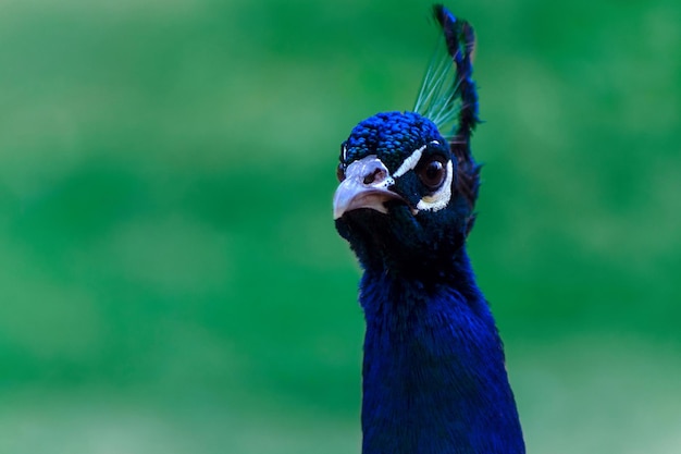 Close up of the cute peacock large bird on a green background