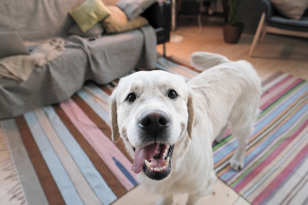 Close-up of cute pedigree retriever looking at camera standing in the room