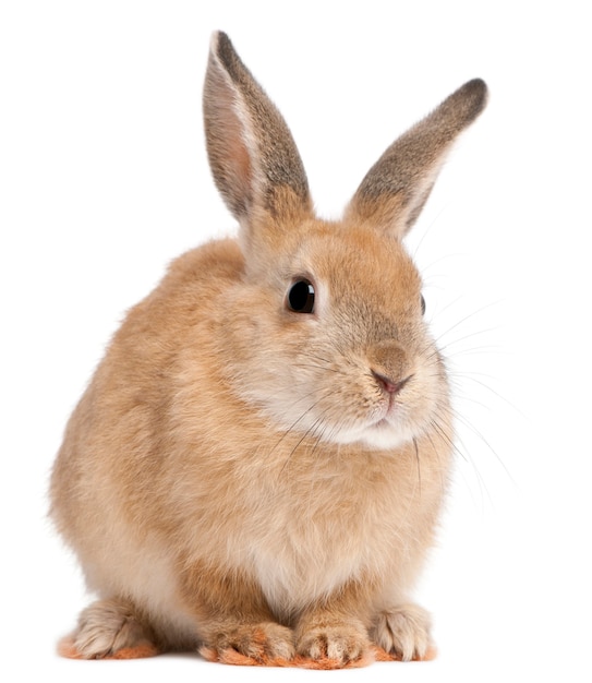 Close up on cute rabbit isolated