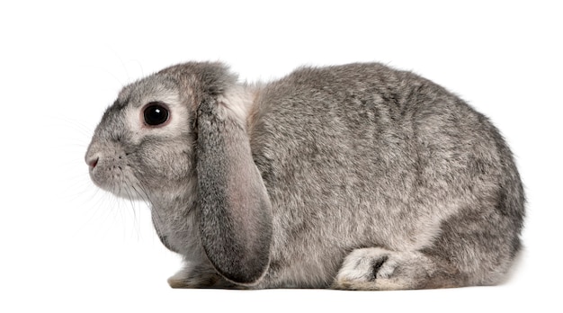 Close up on cute rabbit isolated