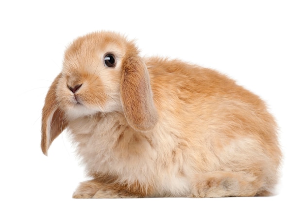 Close up on cute rabbit isolated