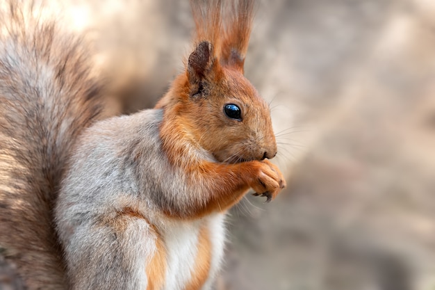 Photo close up cute squirrel eats nut