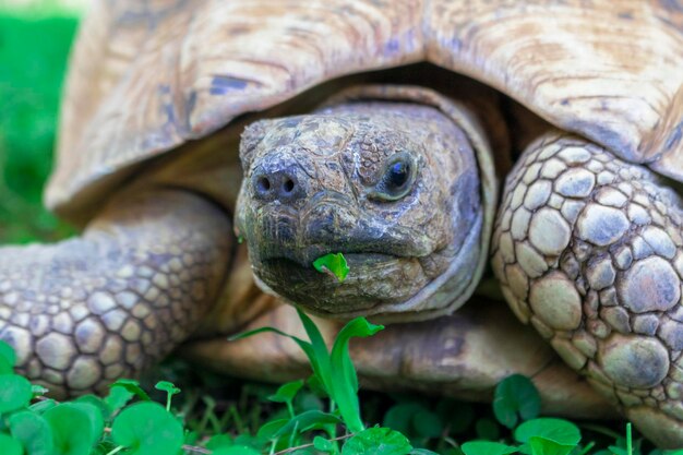 Close up of a cute turtle lying in the green grass. Namibia